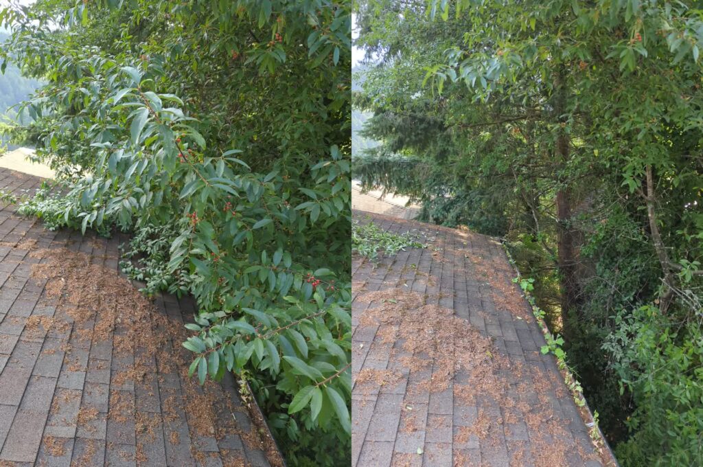 Tree Trimming